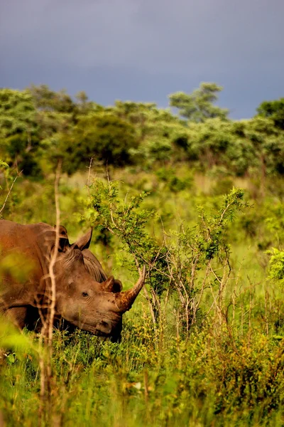 kruger'ın beyaz rhino