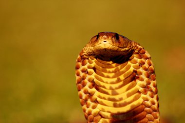 Snouted Cobra in Afternoon Sun clipart