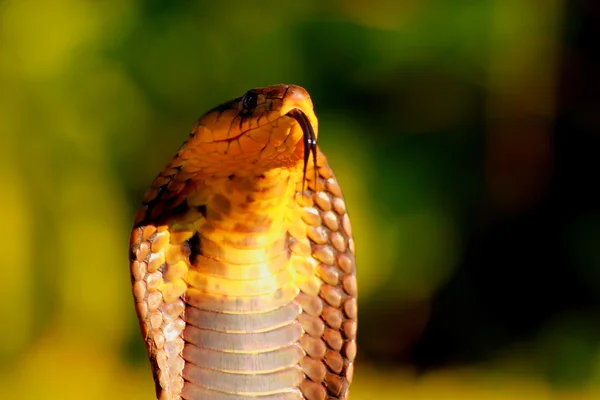 Huelga cobra Overo — Foto de Stock