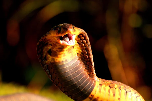 Twisted burunlu cobra saldırı