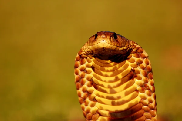 Snouted Cobra en el sol de la tarde Fotos de stock libres de derechos