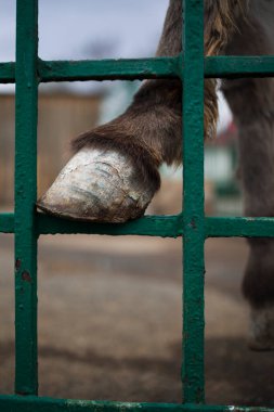 Keçi toynağının yakın görüntüsü 