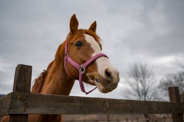 Çayırdaki at, portreyi kapat. 