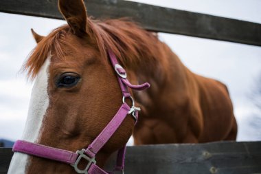 Çayırdaki at, portreyi kapat. Hayvan konsepti 