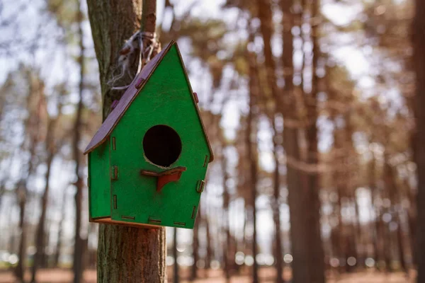 Birdhouse Árvore Vista Perto Espaço Cópia — Fotografia de Stock