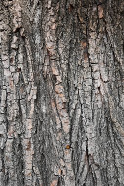 Ağaç kabuğu dokusunun dikey görüntüsü