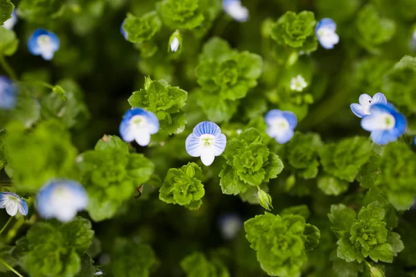 Koberec Nemophila Nebo Dítě Modré Oči Květ Selektivní Zaměření Pohled — Stock fotografie