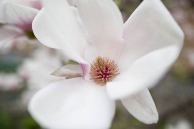 Güzel manolya çiçeği makro çekimi 