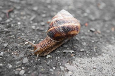 Yolda sürünen salyangozun yakın çekimi. Makro çekim 