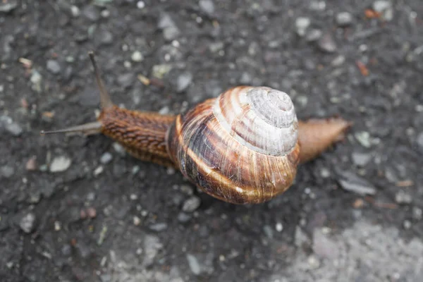 Close Snail Crawling Road — Stock Photo, Image