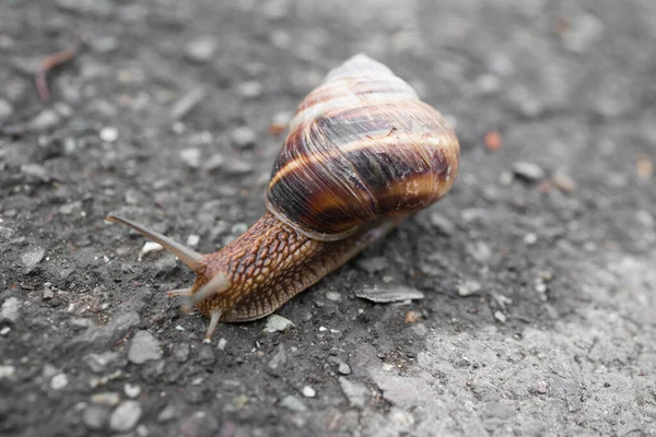 Yolda sürünen salyangozun yakın çekimi. Makro çekim 
