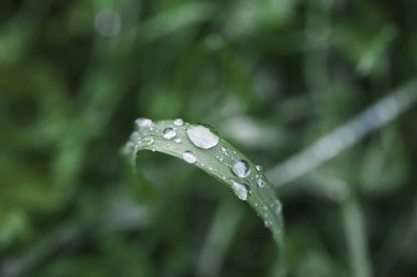Su damlacıklarıyla çayır üzerinde yeşil çimen. Doğal arkaplan 