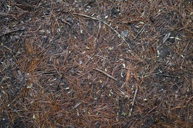 Ground texture with coniferous needles for background. 