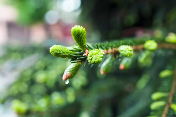 Close View Wet Norway Spruce Picea Abies Branches Young Shoots — 스톡 사진