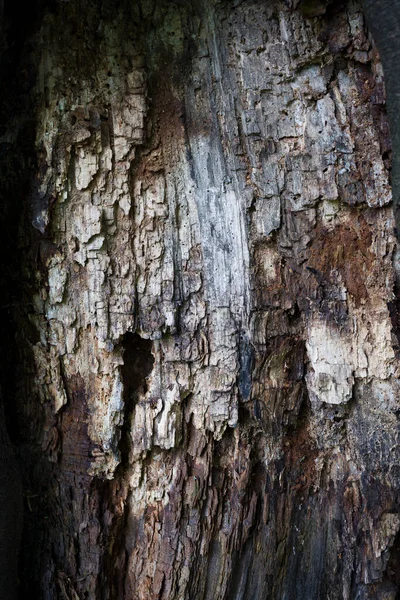 Gnarly Wood Texture Vertical Shot — Stock Photo, Image