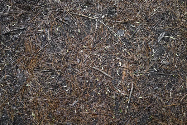 Ground Texture Coniferous Needles Background — Fotografia de Stock