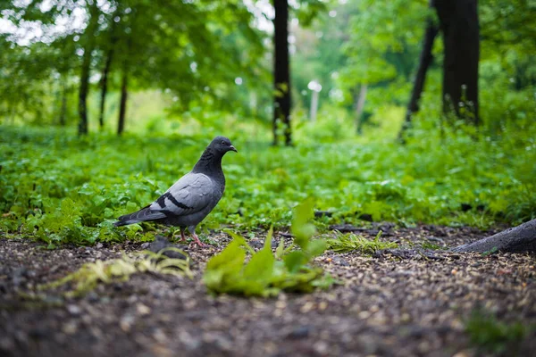Single Pigeon Green Grass — Stock Photo, Image