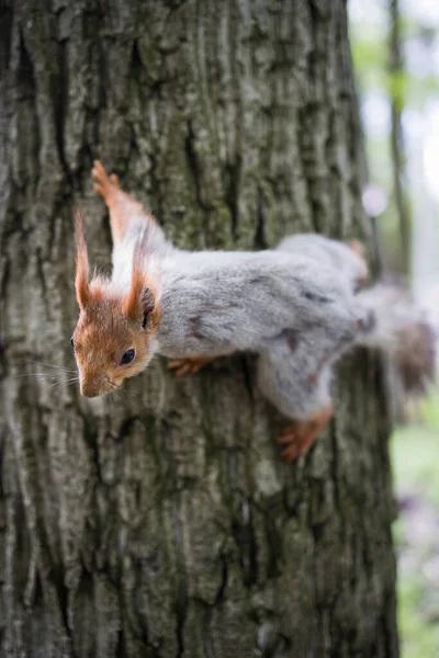 Squirrel Tree Close Portrait Animal Concept — Stock Photo, Image