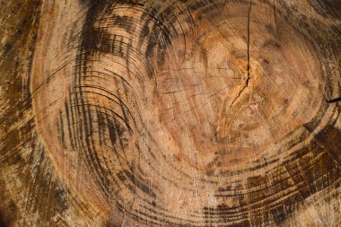 Testere kesim dokusu yıllık halkalar ve çatlaklarla.