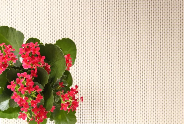 Red Flowers — Stock Photo, Image