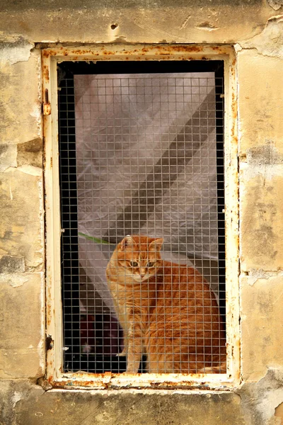 창문에 앉아 있는 고양이 — 스톡 사진