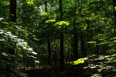 Ormanda güneş parlıyor.