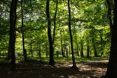 Ormanda güneş parlıyor.