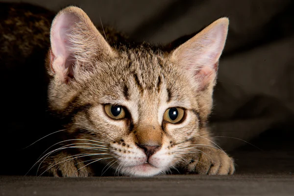 Piccolo gatto tabby in posizione divertente — Foto Stock