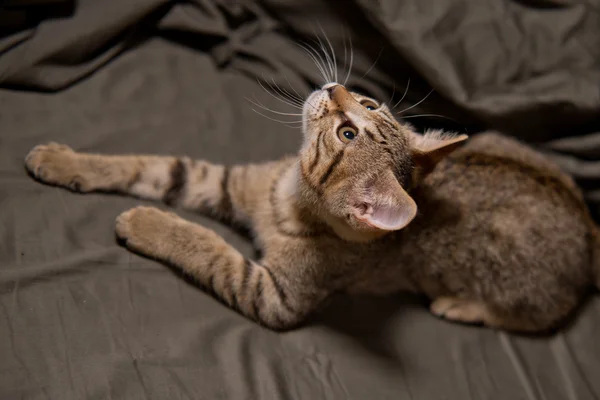 Pequeño gato tabby en posición divertida — Foto de Stock