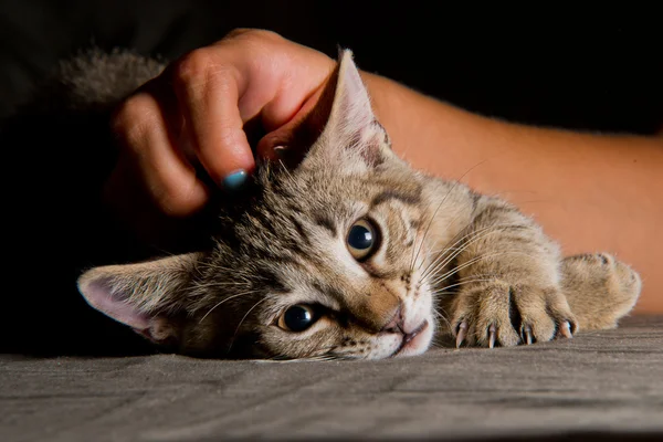 Piccolo gatto tabby in posizione divertente — Foto Stock