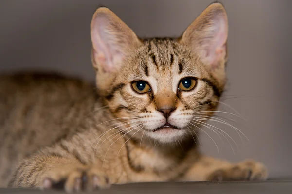 Piccolo gatto tabby in posizione divertente — Foto Stock