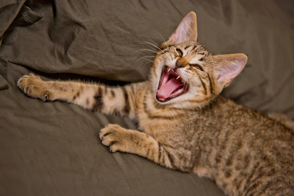Malá mourovatá kočka v legrační pozici — Stock fotografie