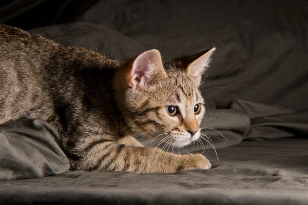 Pequeno gato tabby em posição engraçada — Fotografia de Stock