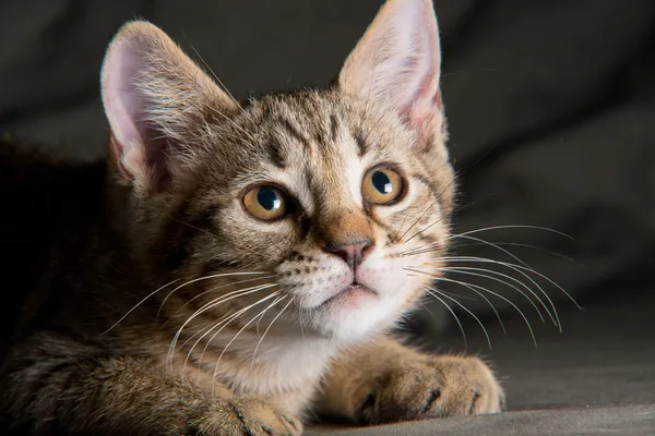 小的虎斑猫在滑稽的位置 — 图库照片