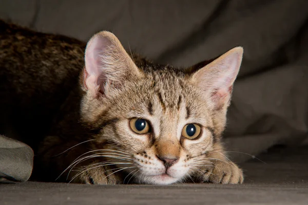 Small tabby cat in funny position — Stock Photo, Image