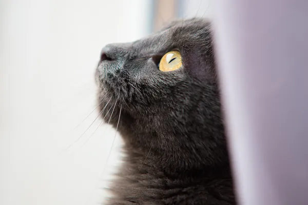 kat op zoek uit een raam