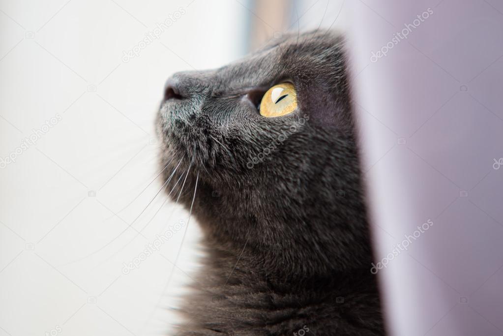 Cat looking out a window