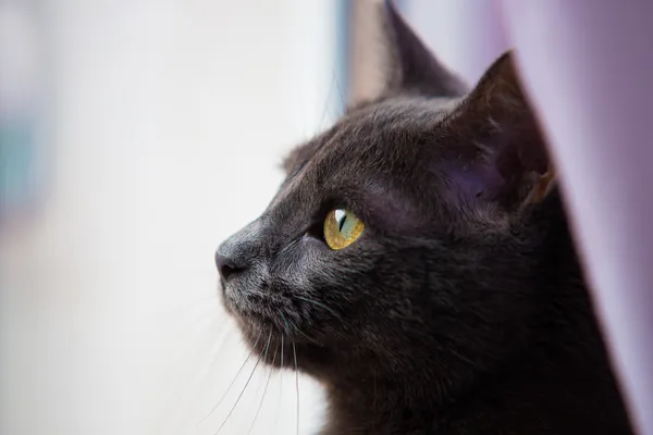 Gato olhando para fora uma janela — Fotografia de Stock