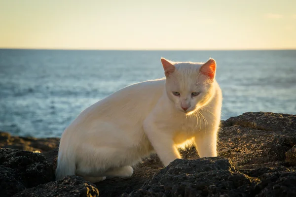 gün batımında beyaz kedi