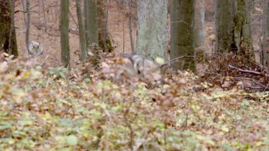 Avrupa Gri Kurtları (Canis Lupus) sonbahar ormanlarında yürüyor