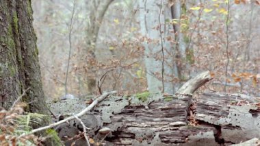 Avrupa Gri Kurtları (Canis Lupus Lupus) Ormanda