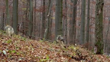Avrupa Gri Kurtları (Canis Lupus Lupus) Ormanda Koşuyor
