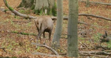 Kızıl geyik (Cervus elaphus) sonbahar ormanında, yavaş çekim