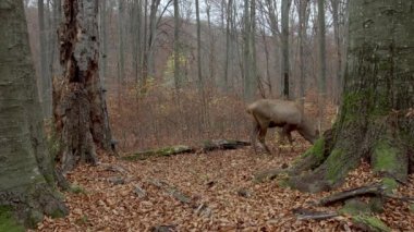 Kızıl geyik (Cervus elaphus) sonbahar ormanında beslenir.