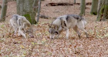 Avrupa Gri Kurtları (Canis Lupus Lupus) Ormanda. Yavaş çekim
