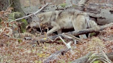 Gri Kurt (Canis Lupus), sonbahar ormanında düşen ağacın yanında yiyecek arar ve koklar.