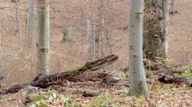 Avrupa Gri Kurtları (Canis Lupus) sonbahar ormanlarında devrilen ağaçların yanında yiyecek arar