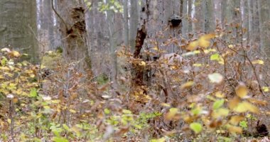 Adult Red Deer Stag Grazing in autumm forest