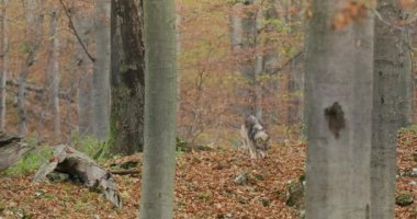 Gray wolves (Canis Lupus) running in the autumn forest, slow motion