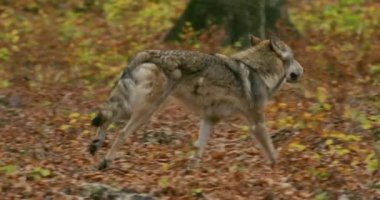 Avrupa Gri Kurtları (Canis Lupus) sonbahar ormanlarında yavaş çekimde koşarlar.